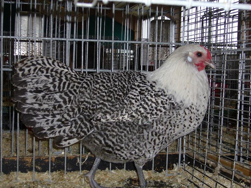 Bezirksschau Luebbecke 378.jpg - Westfälische Totleger silber von Wilhelm Groschewski Preis V 97 LVE